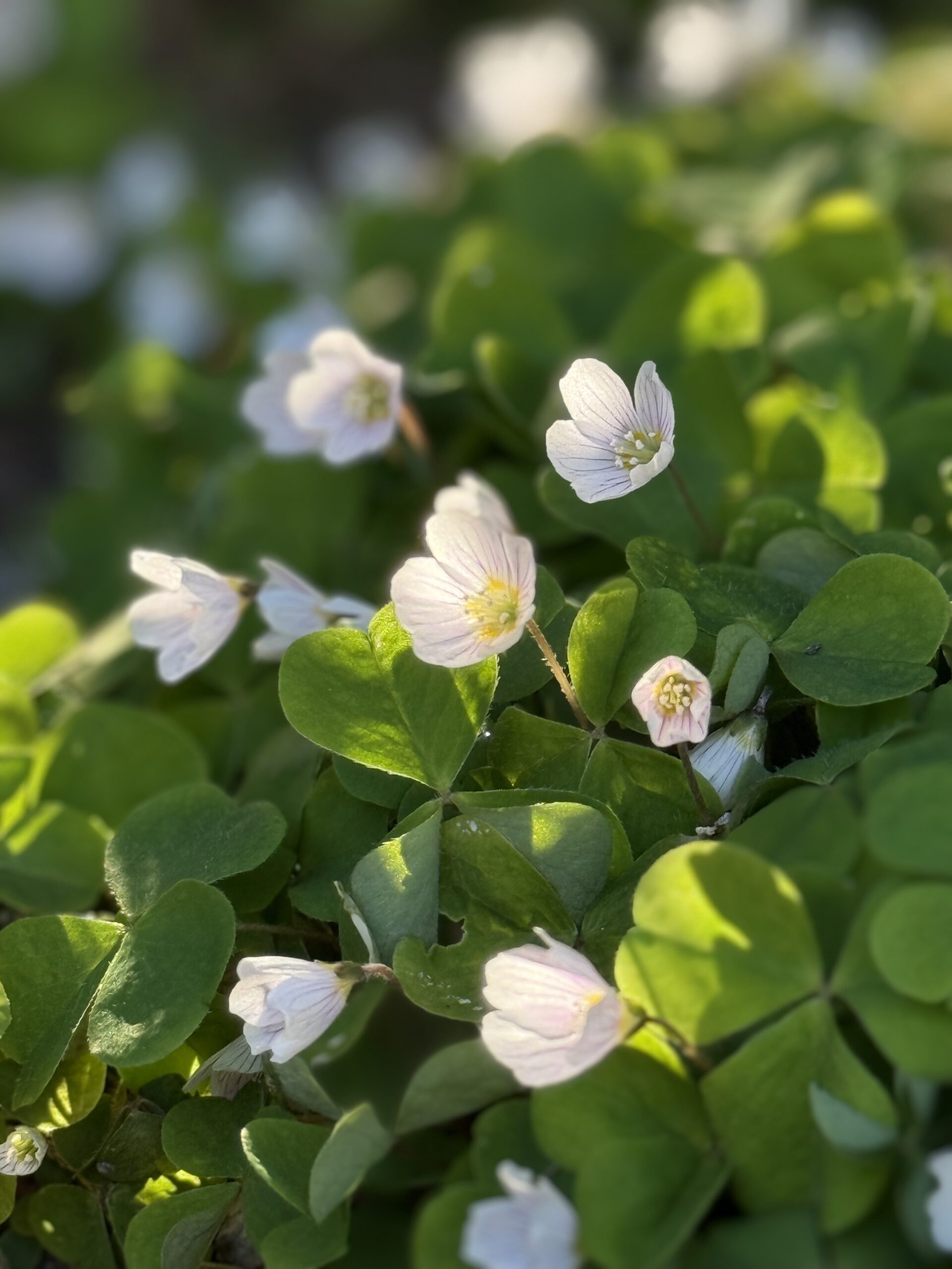 Wood Anemone Whispers