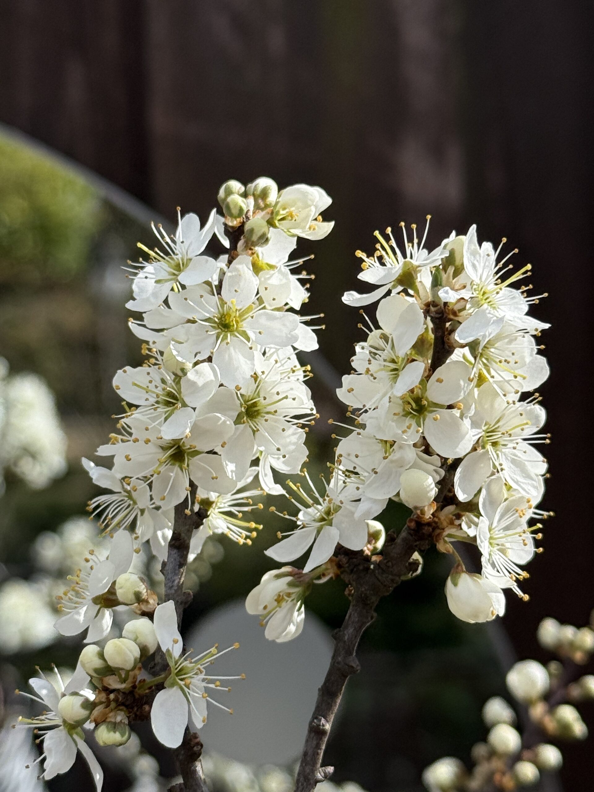 Have you seen the Blackthorn blossom?
